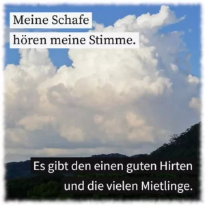 Meine Schafe hören meine Stimme