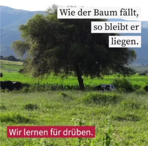 Wie der Baum fällt, so bleibt er liegen