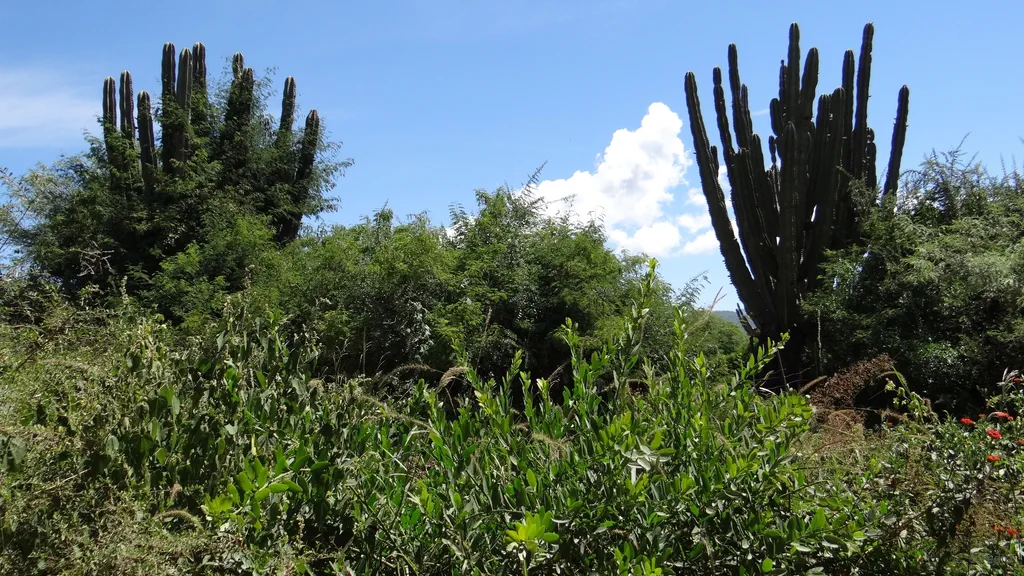 Der wahre Zweck der Wildernis