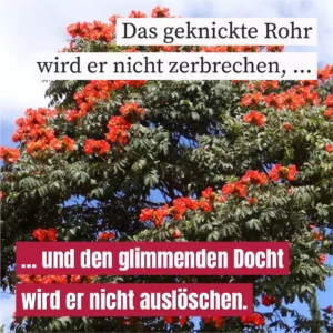 Das geknickte Rohr wird er nicht zerbrechen