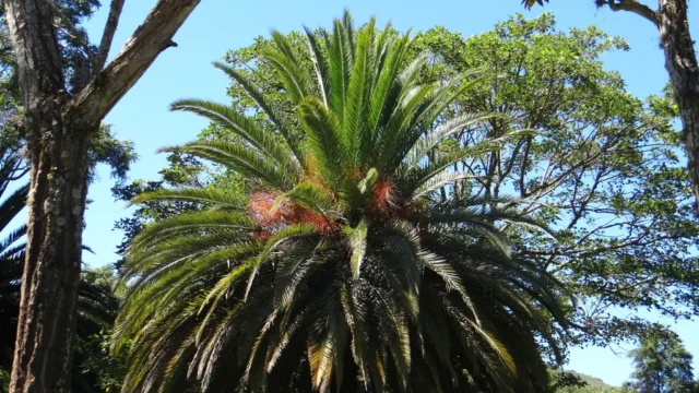 Jesus kommt nach Jerusalem