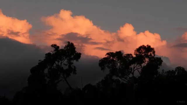 Das Reich Gottes kommt
